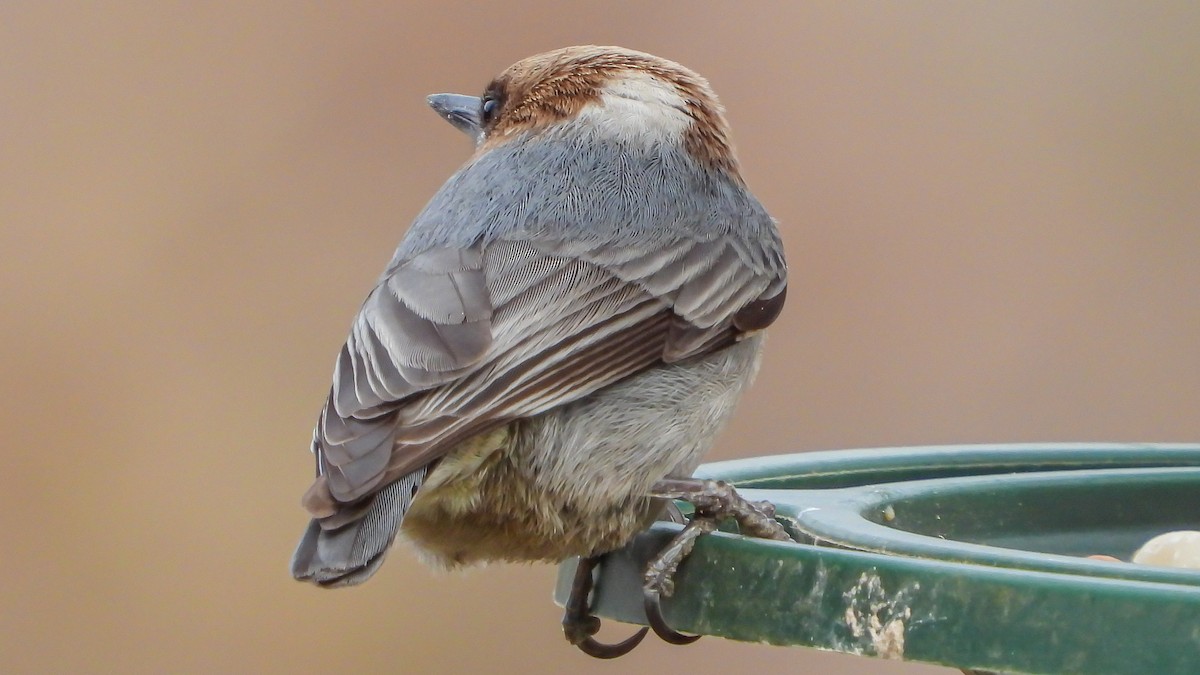 Brown-headed Nuthatch - ML207580281