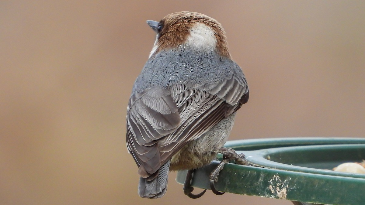 Brown-headed Nuthatch - David Hebert