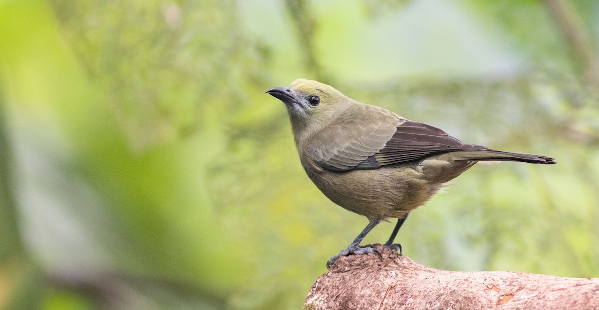 Palm Tanager - Doug Hitchcox