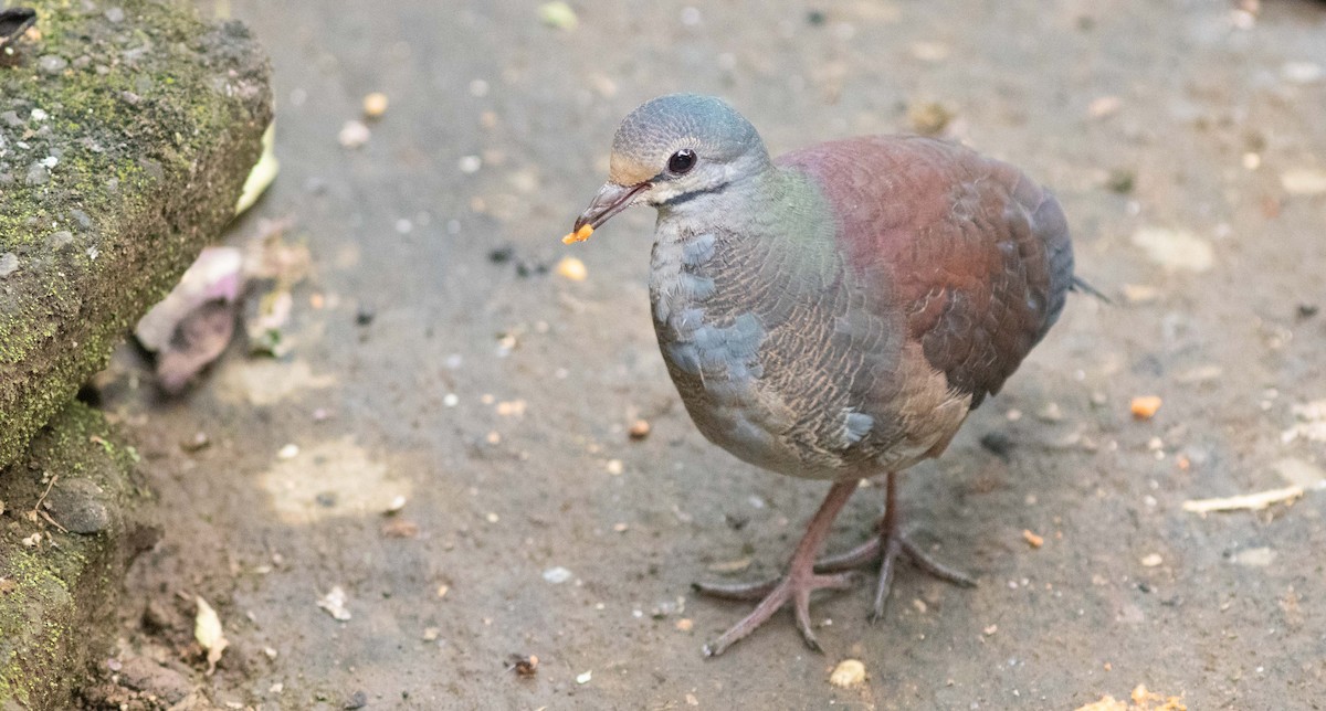 Buff-fronted Quail-Dove - Doug Hitchcox