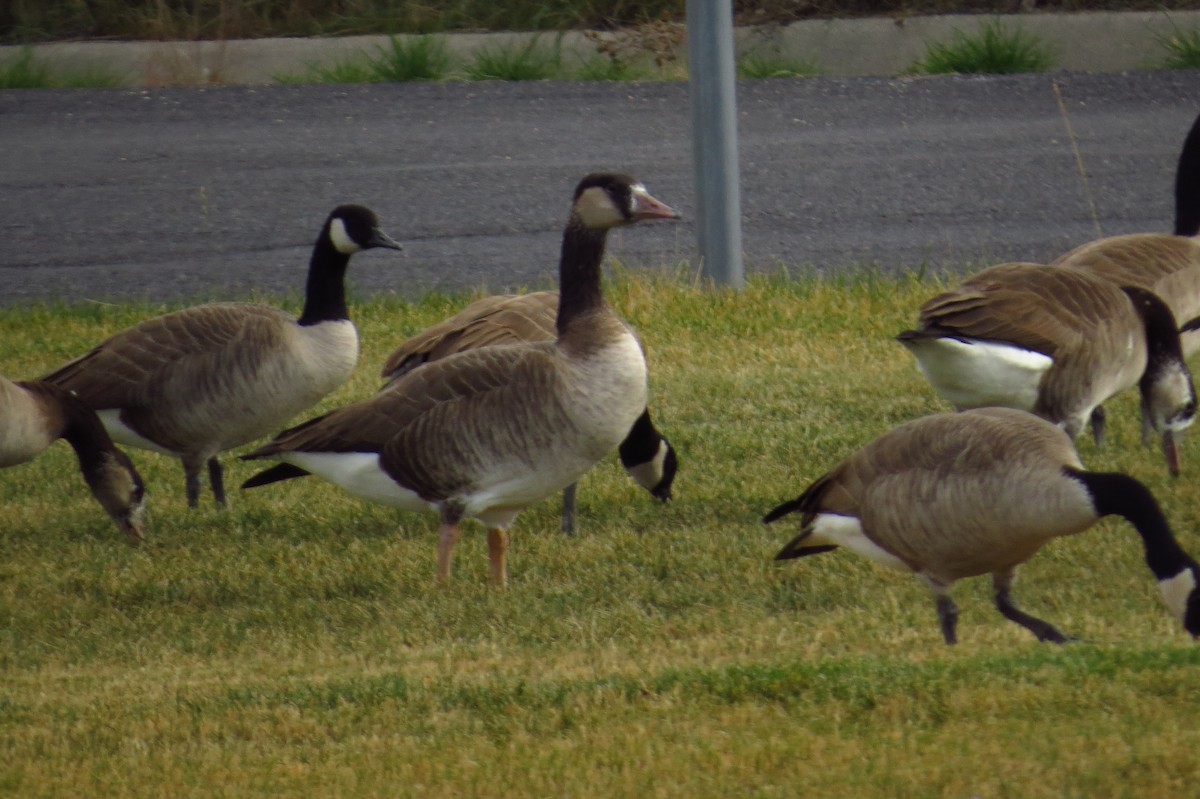 Graylag x Canada Goose (hybrid) - ML20758201