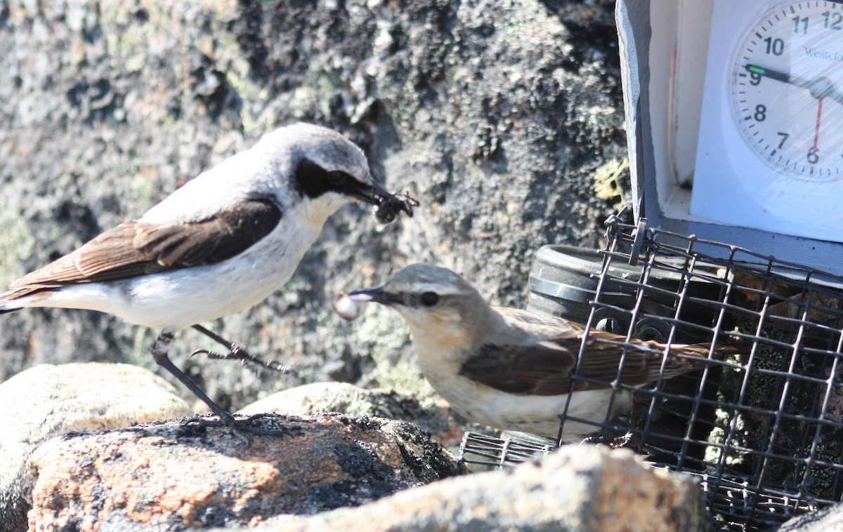 Northern Wheatear (Greenland) - David Hussell