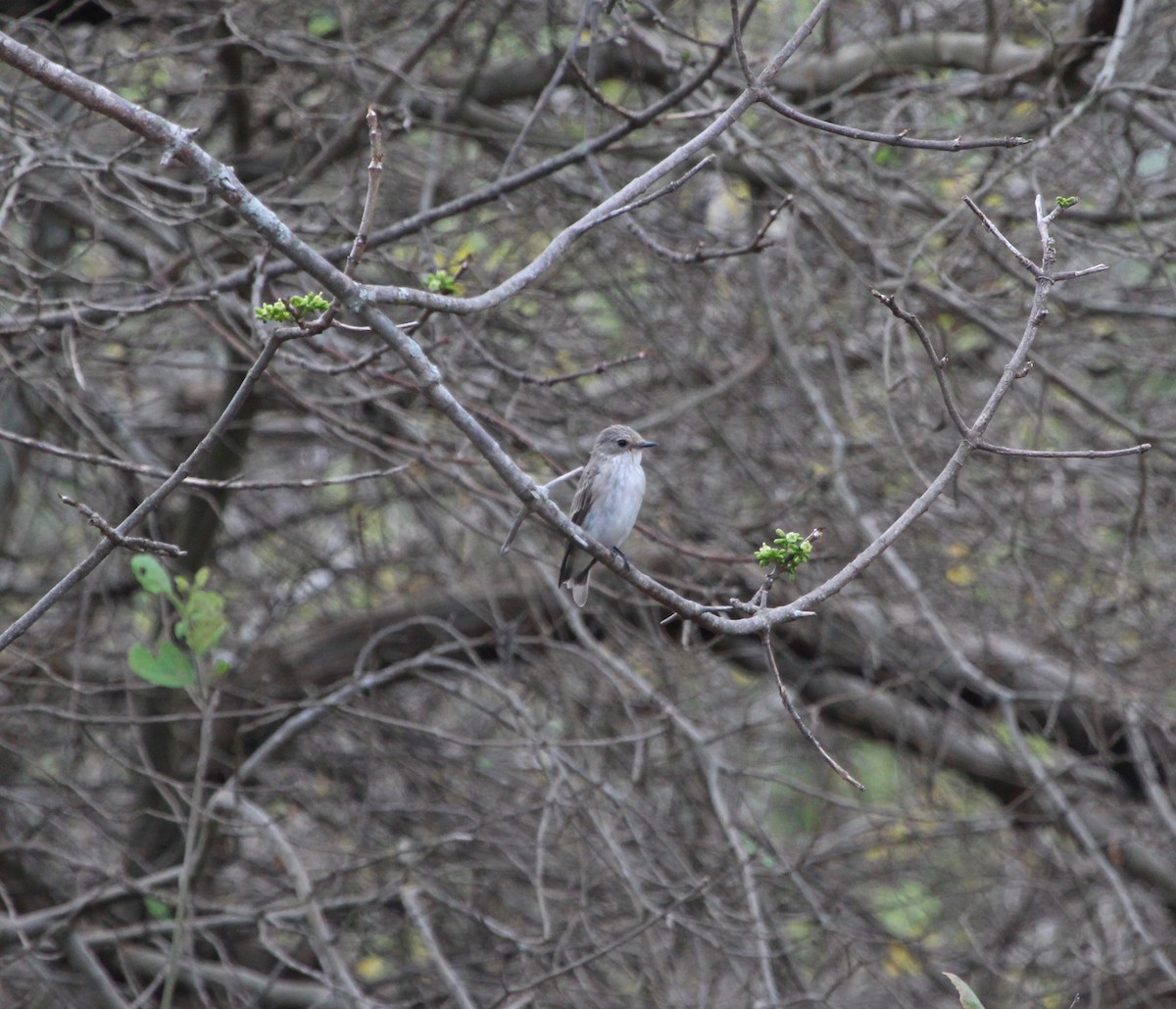 Spotted Flycatcher - ML207583361