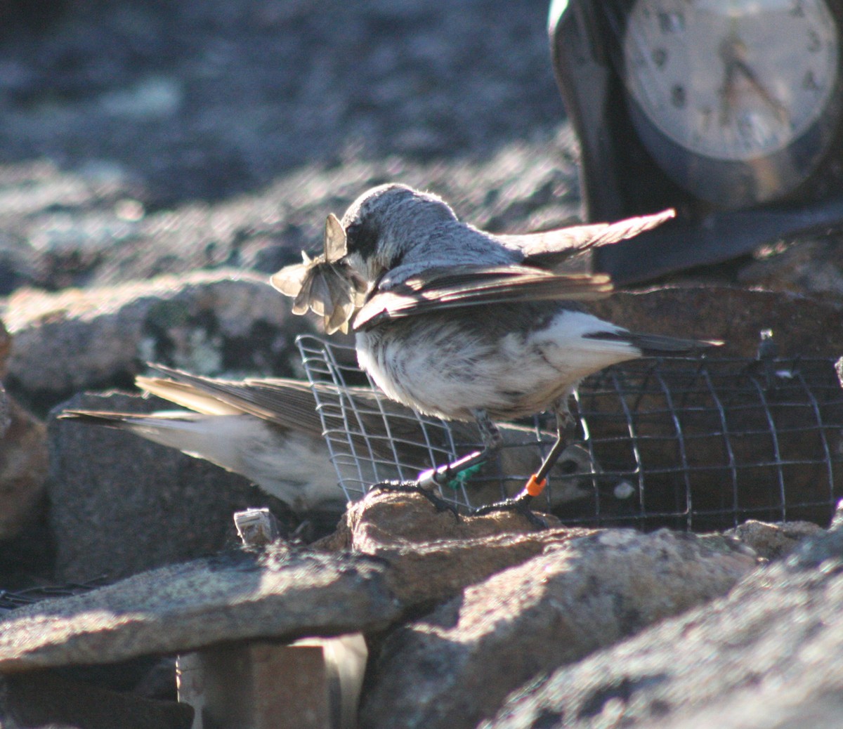 Northern Wheatear (Greenland) - ML207584391