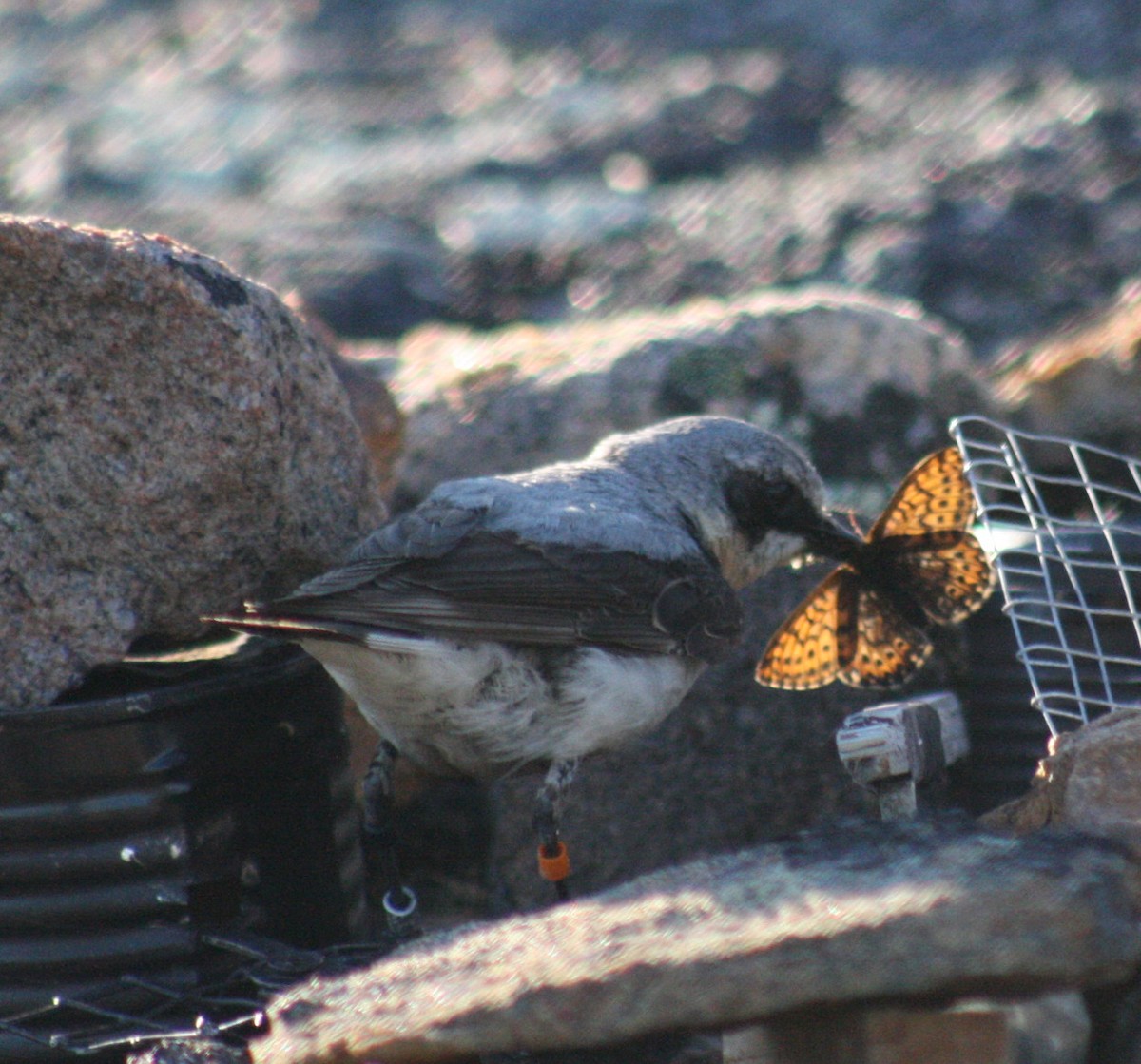 Northern Wheatear (Greenland) - ML207584571