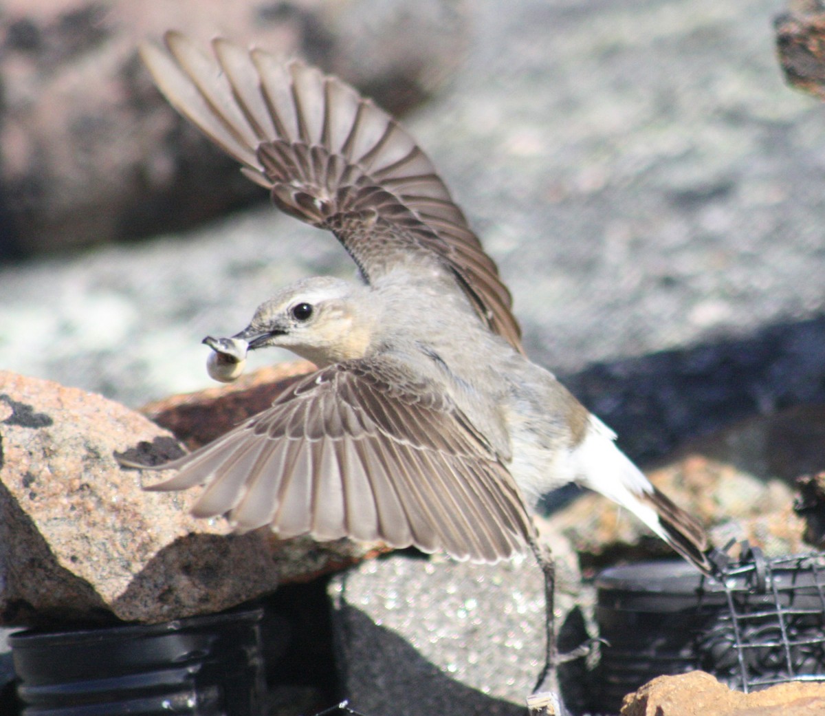 Northern Wheatear (Greenland) - ML207585081