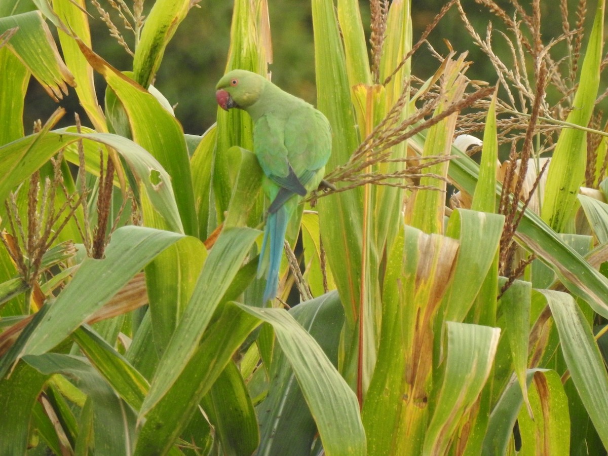 Rose-ringed Parakeet - Praveen Tangirala