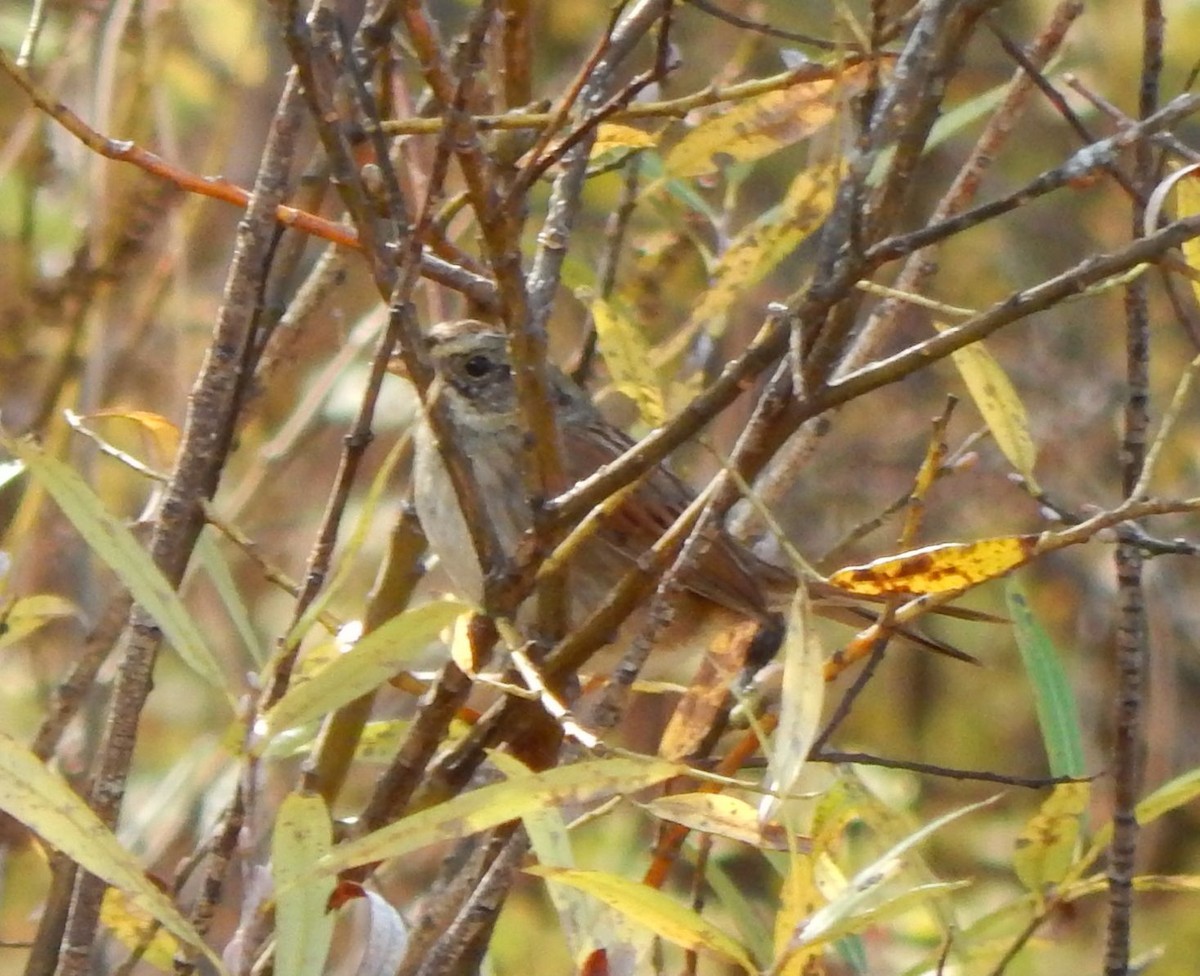 Swamp Sparrow - ML20758531