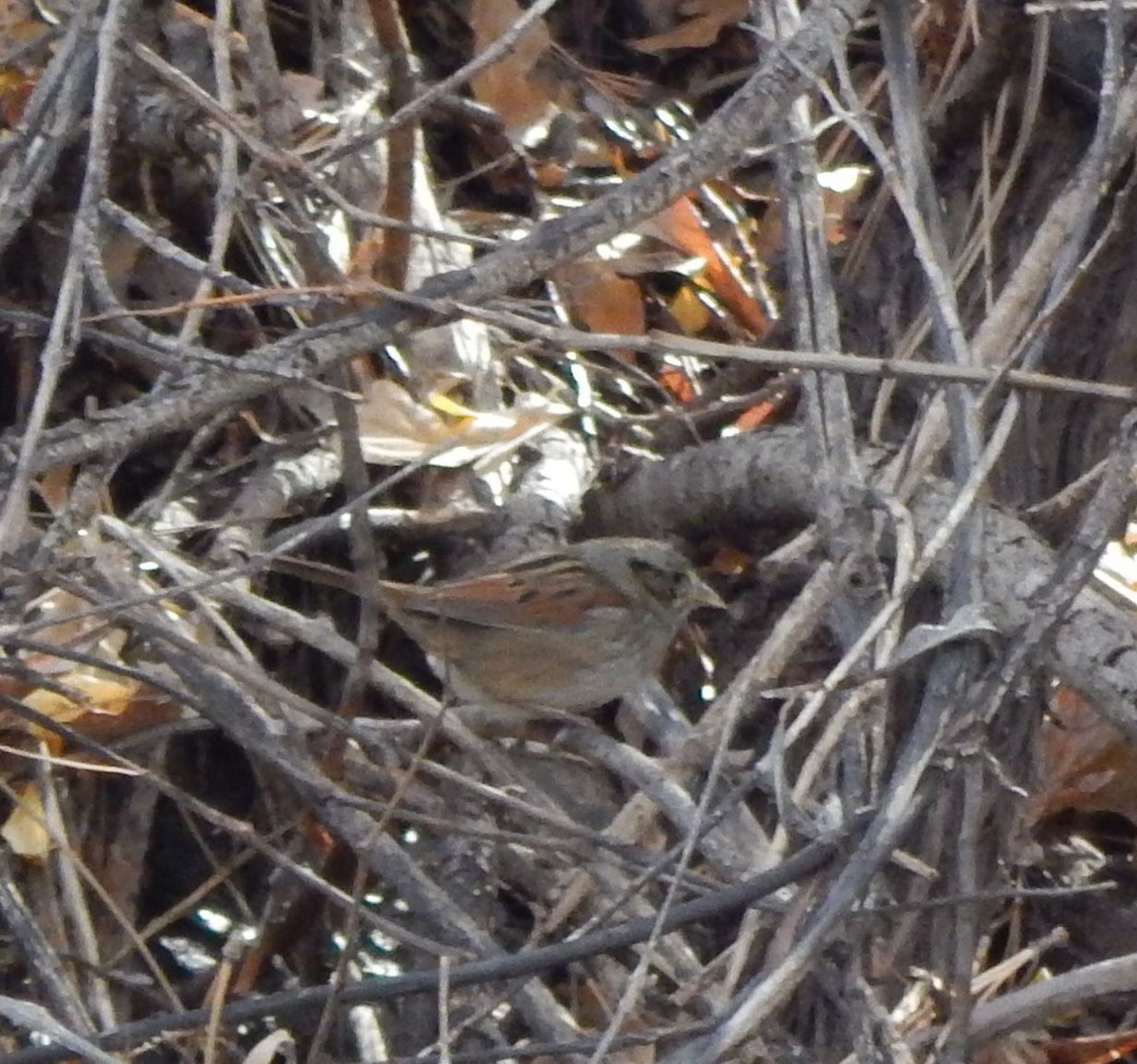 Swamp Sparrow - ML20758541