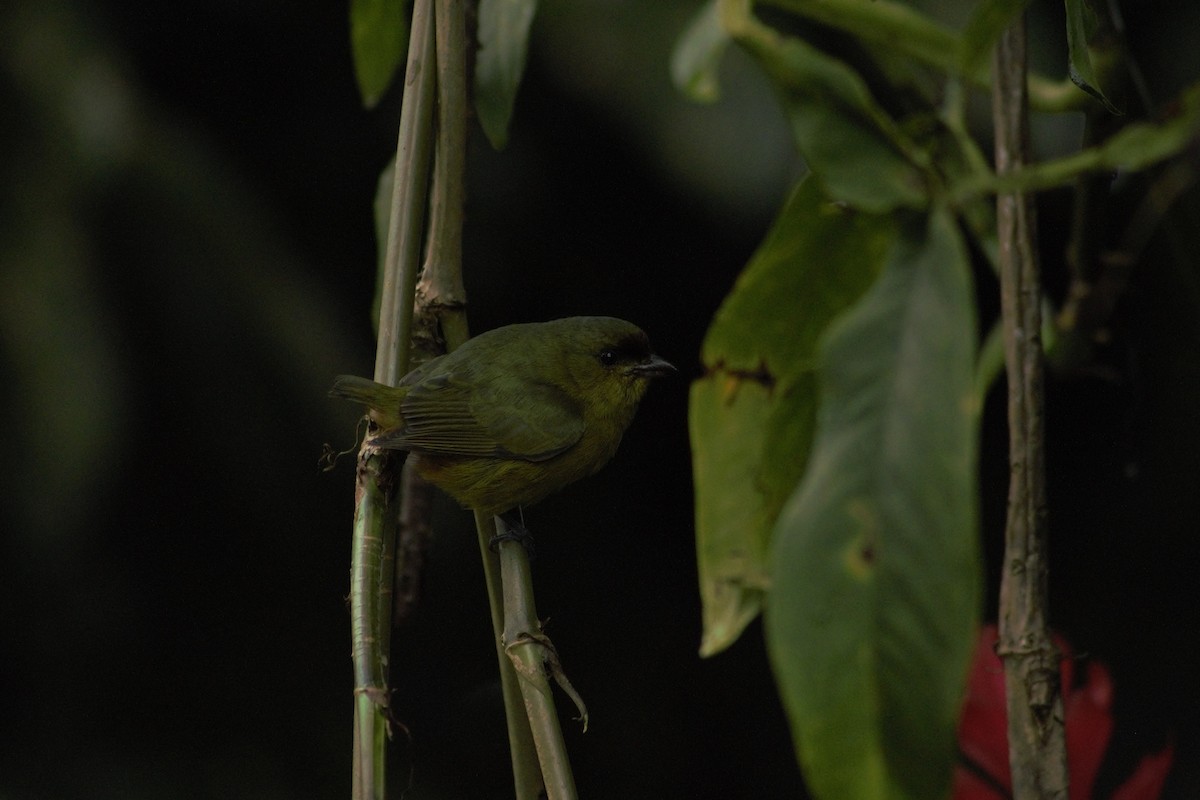 White-ruffed Manakin - ML207585431