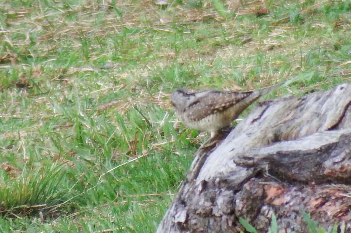 Eurasian Wryneck - ML207587091