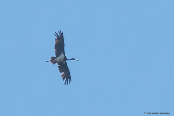 Black Stork - ML207587231