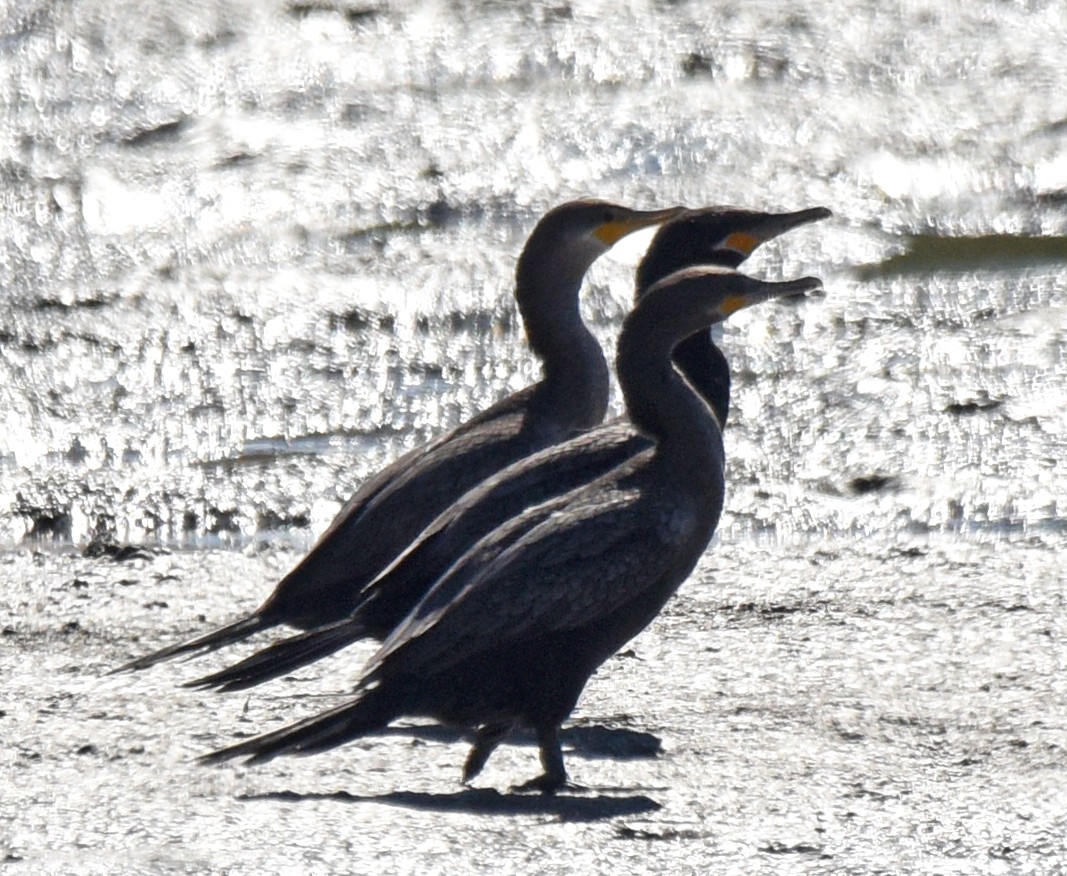 Neotropic Cormorant - ML207587971