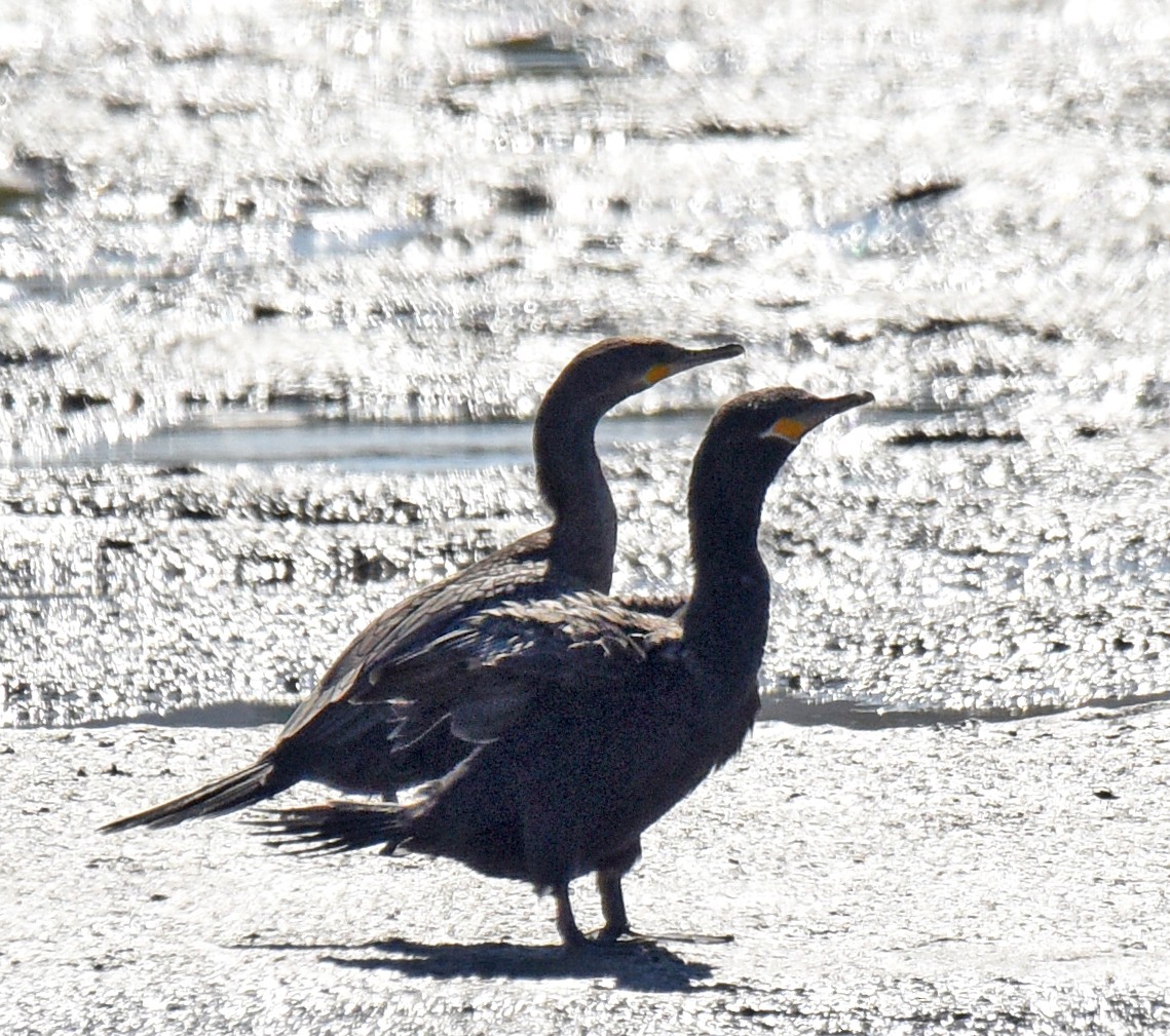 Neotropic Cormorant - ML207587981