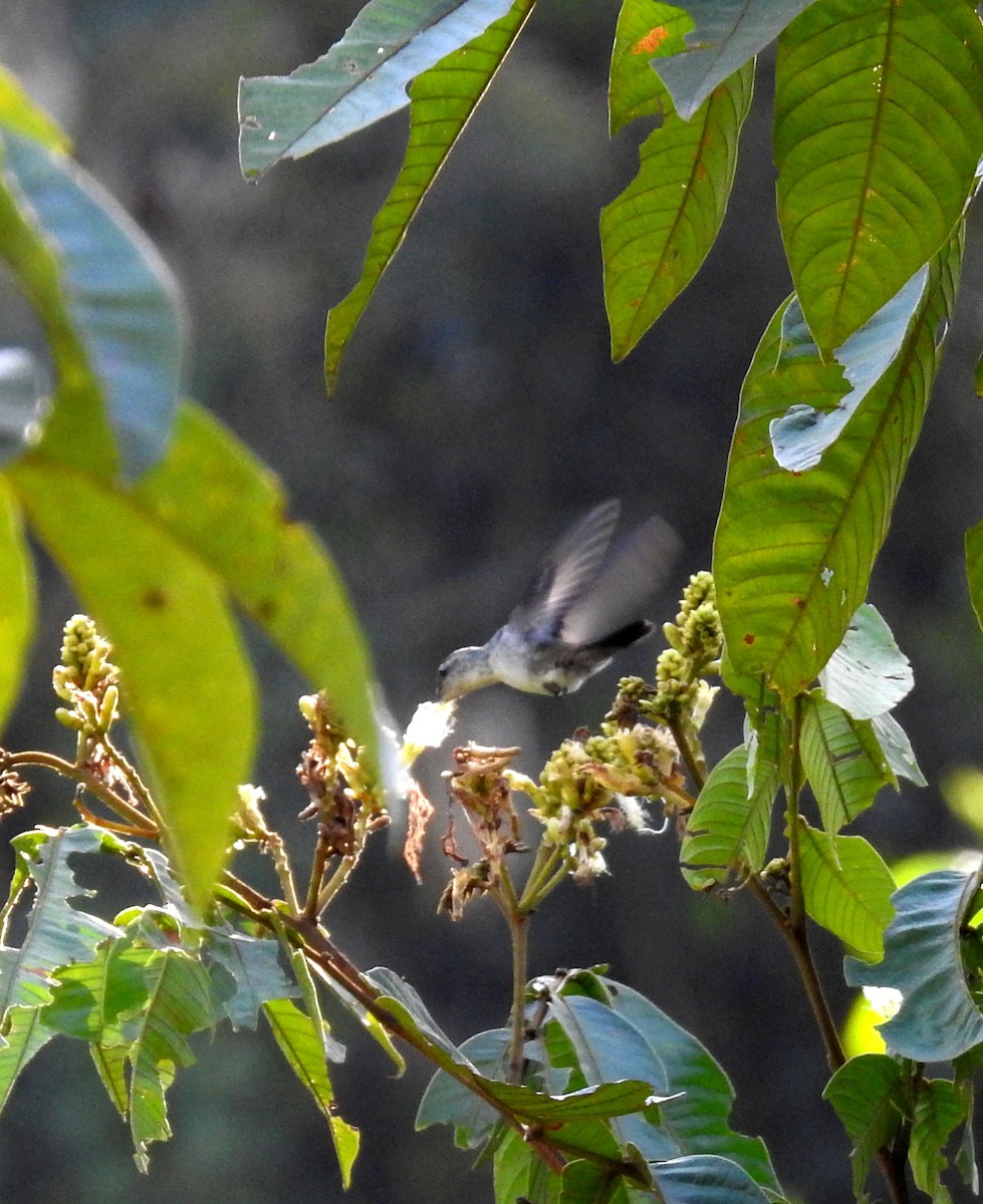 kolibřík modroocasý - ML207587991