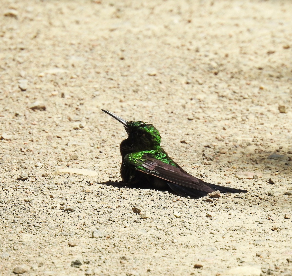 Blue-tailed Emerald - ML207588001