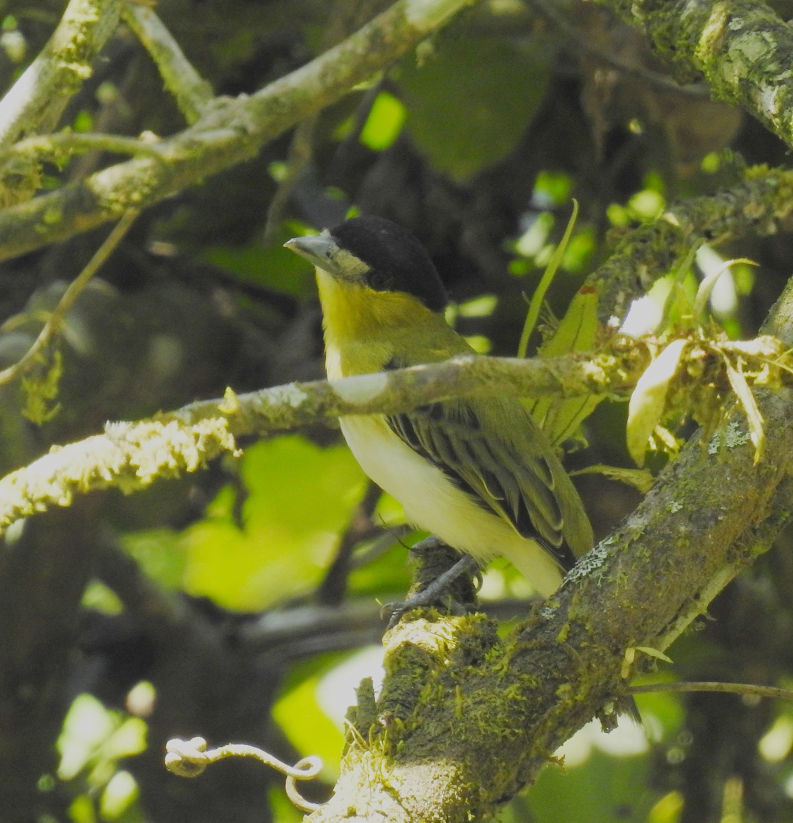 Green-backed Becard (Yellow-cheeked) - ML207588041