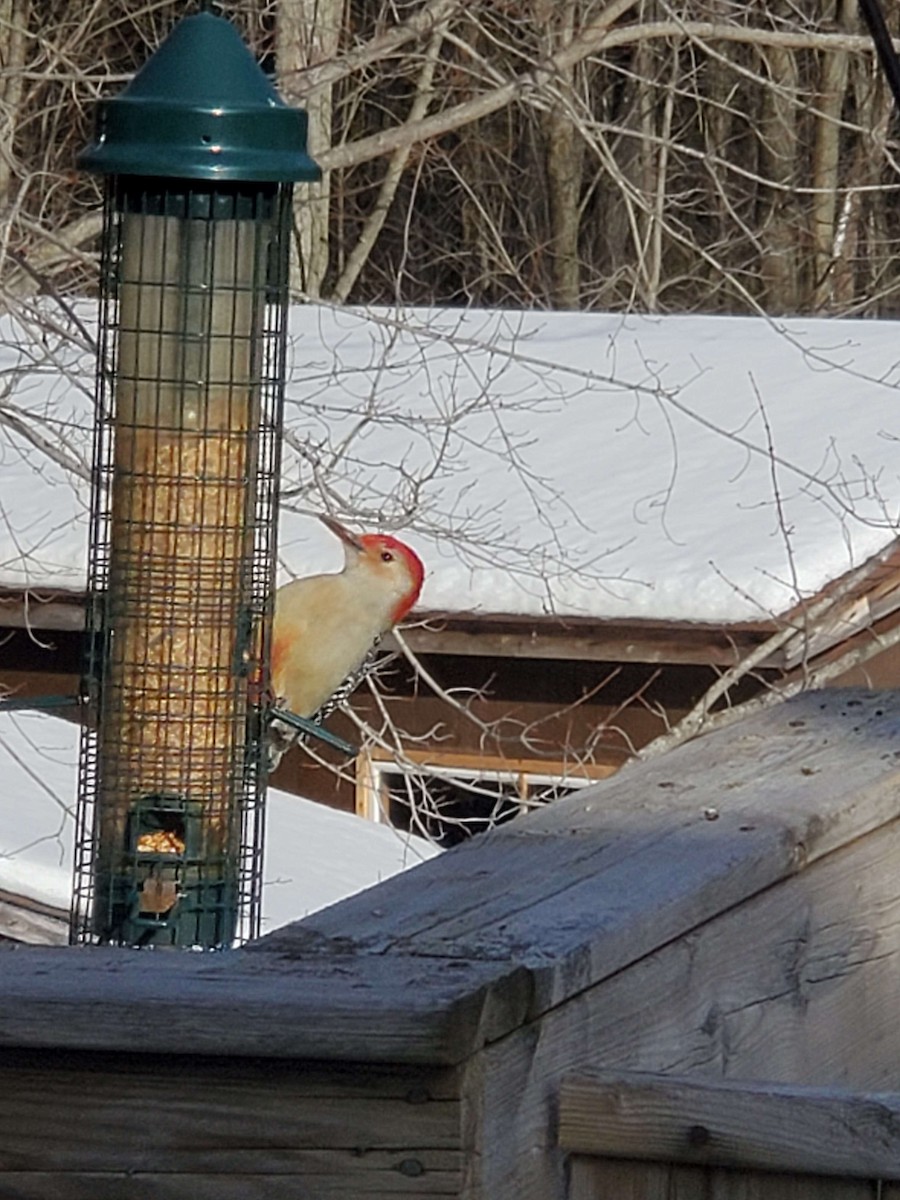 Red-bellied Woodpecker - ML207588361