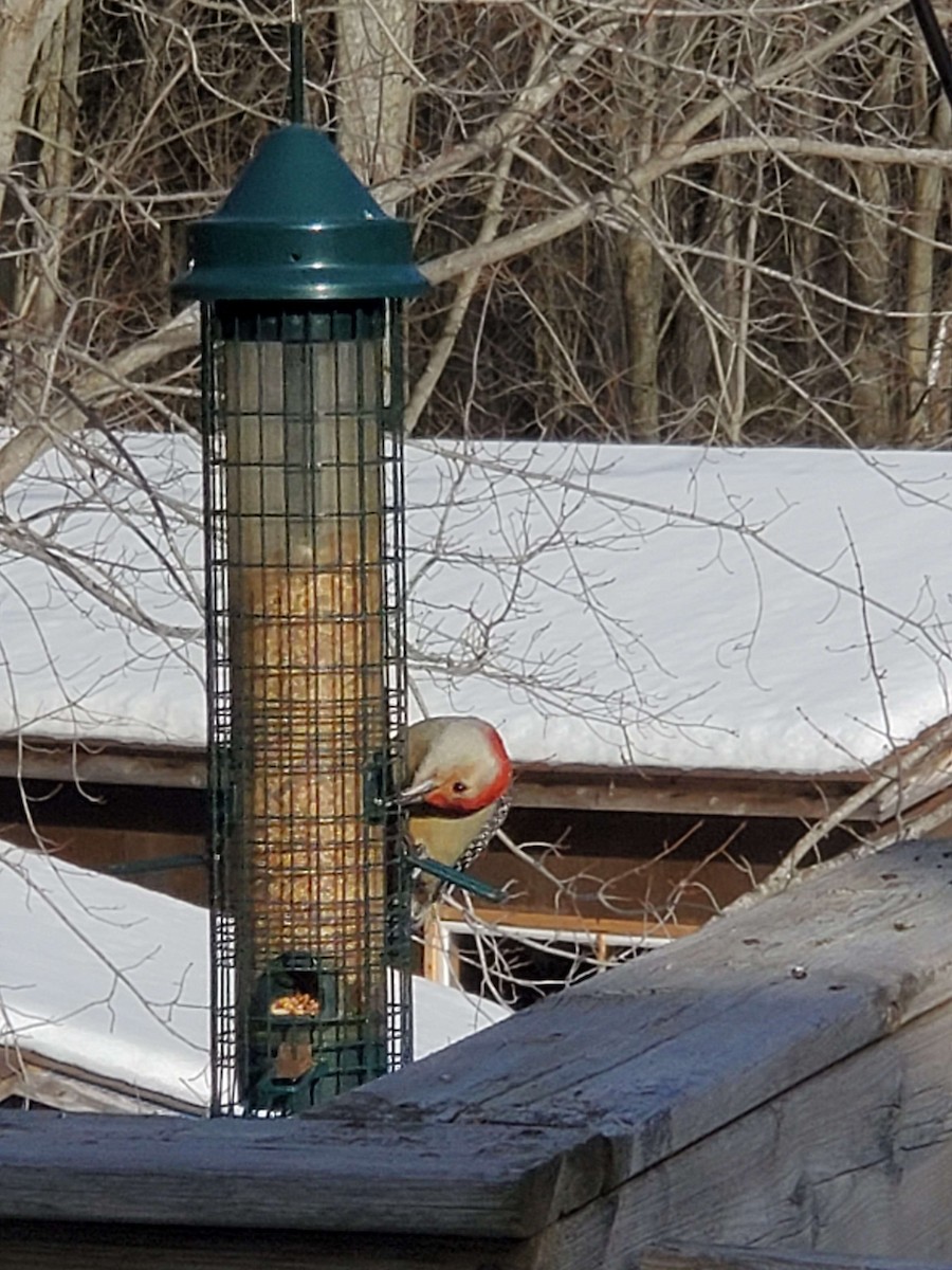 Red-bellied Woodpecker - ML207588371