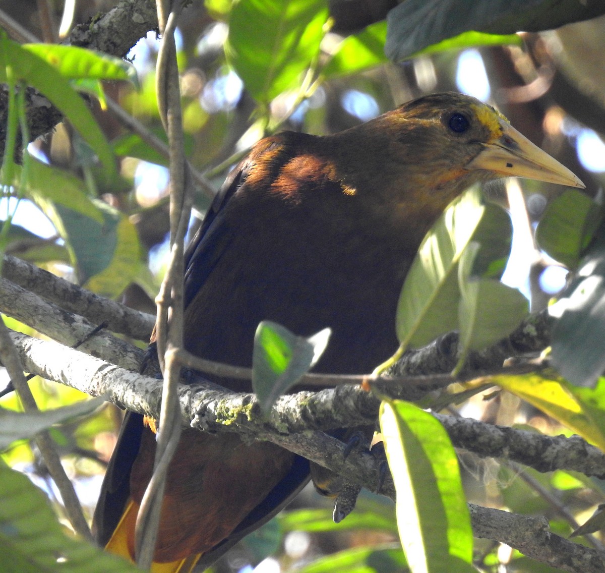 Russet-backed Oropendola - ML207588461