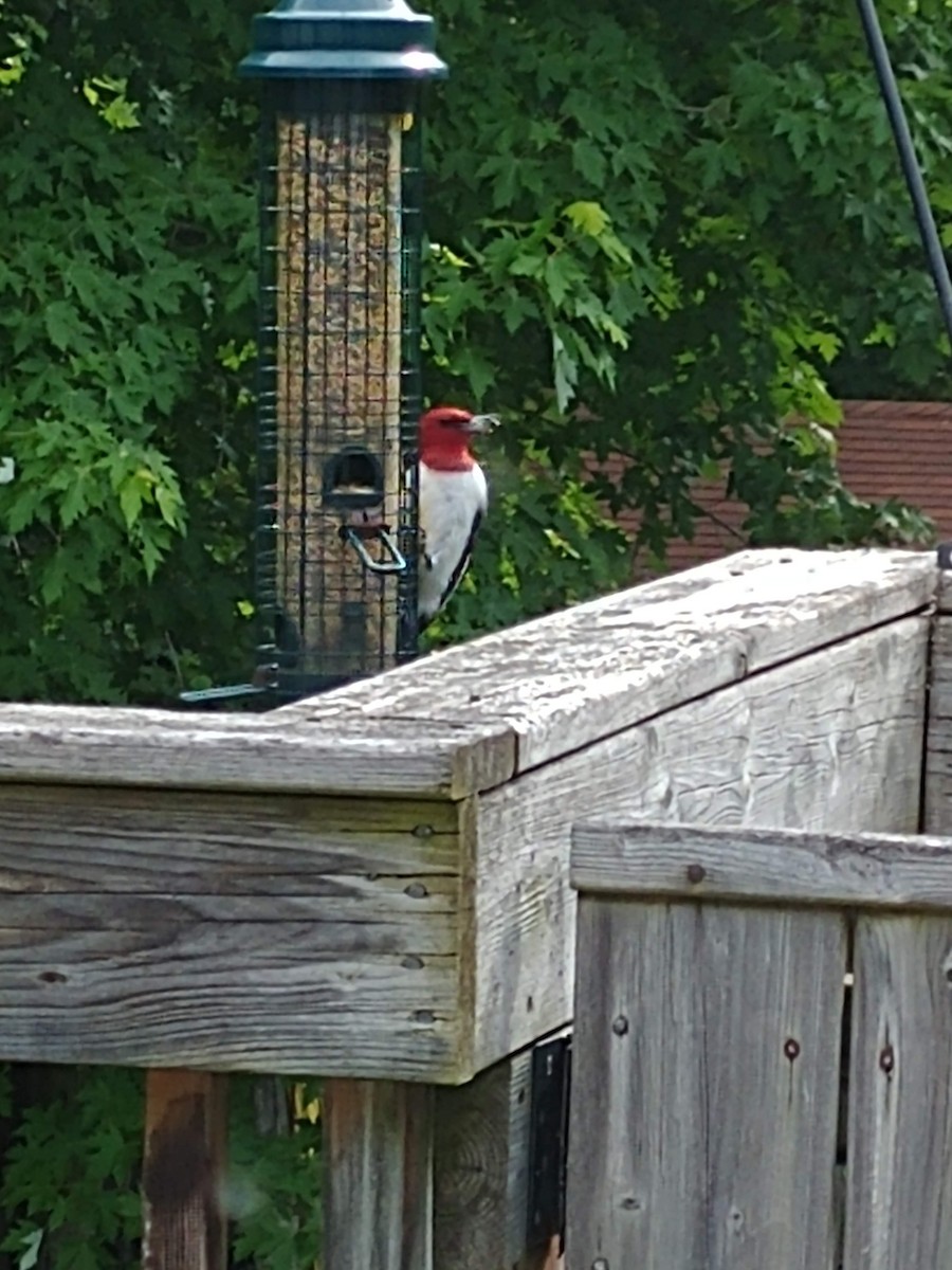 Red-headed Woodpecker - ML207588471