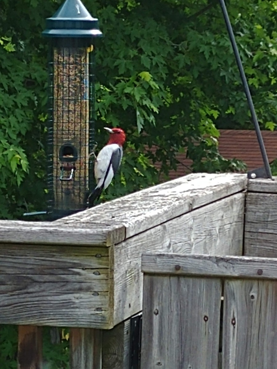 Red-headed Woodpecker - ML207588481