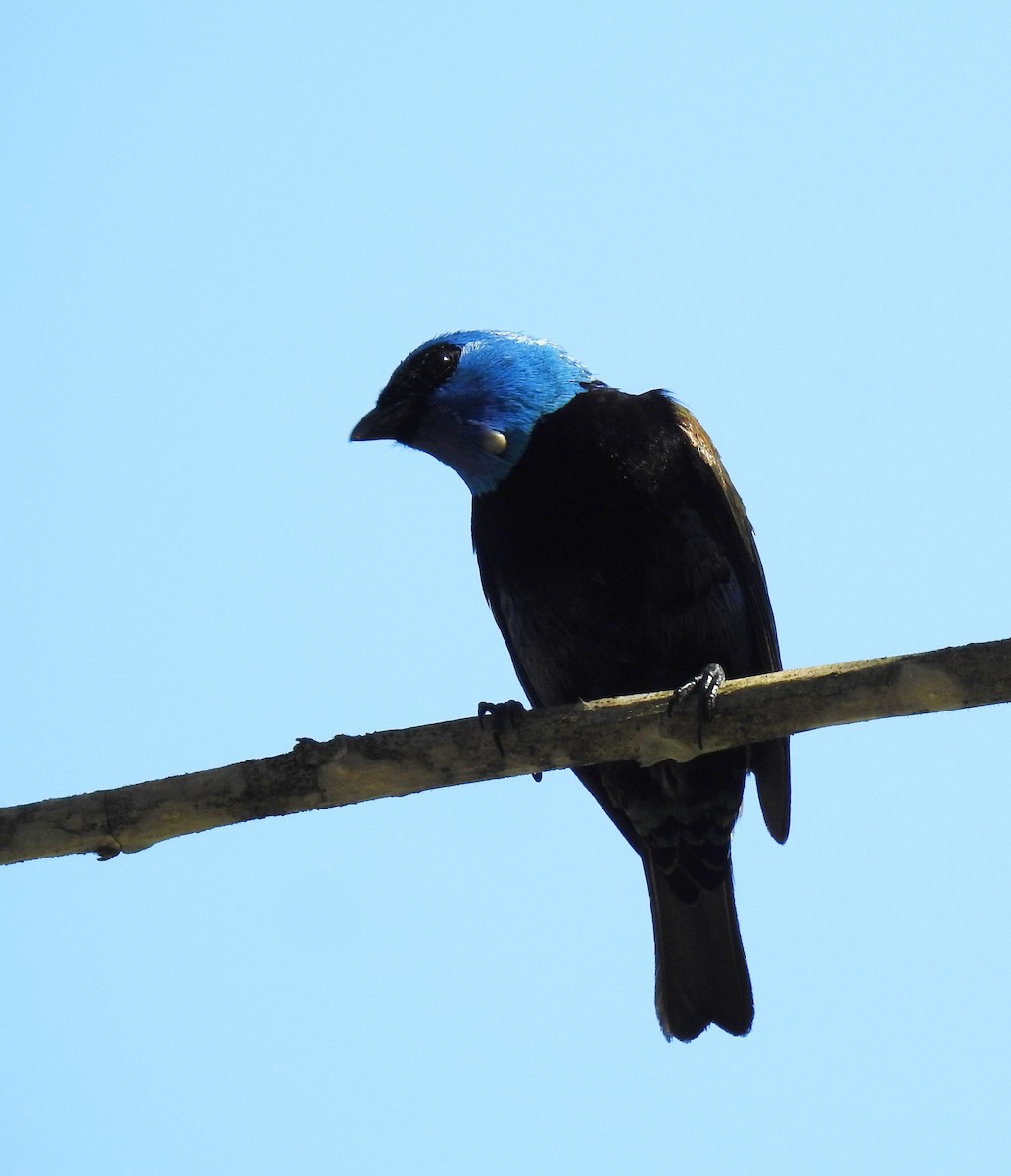 Blue-necked Tanager - ML207588501