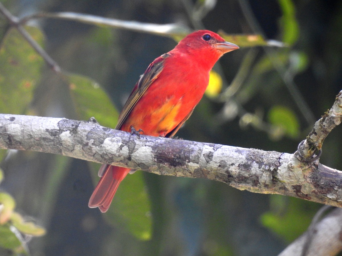 Summer Tanager - fabian castillo