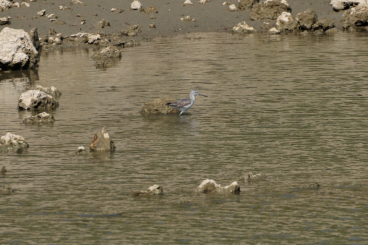 Common Greenshank - ML207588741