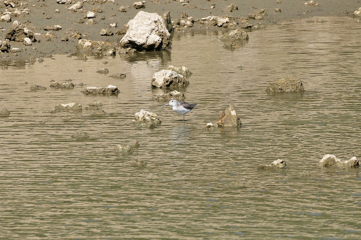 Common Greenshank - ML207588761