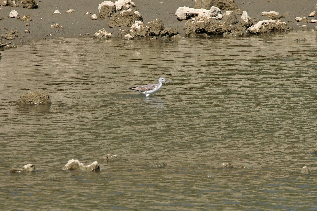 Common Greenshank - ML207588771