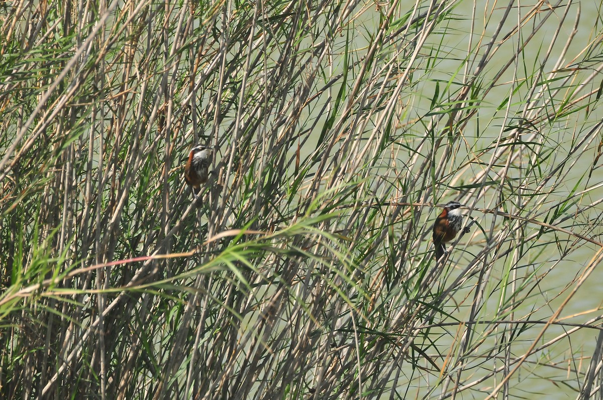 Taiwan Scimitar-Babbler - ML207588901