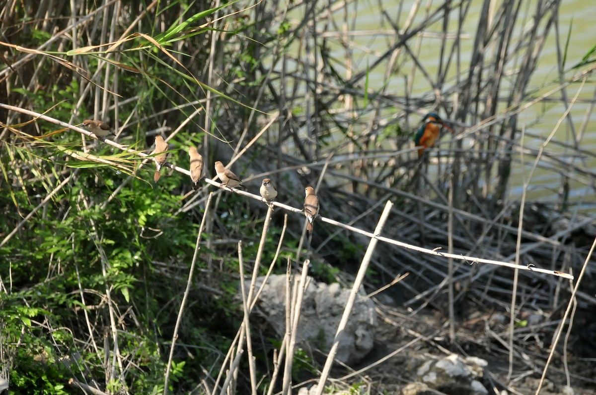 Indian Silverbill - ML207589051