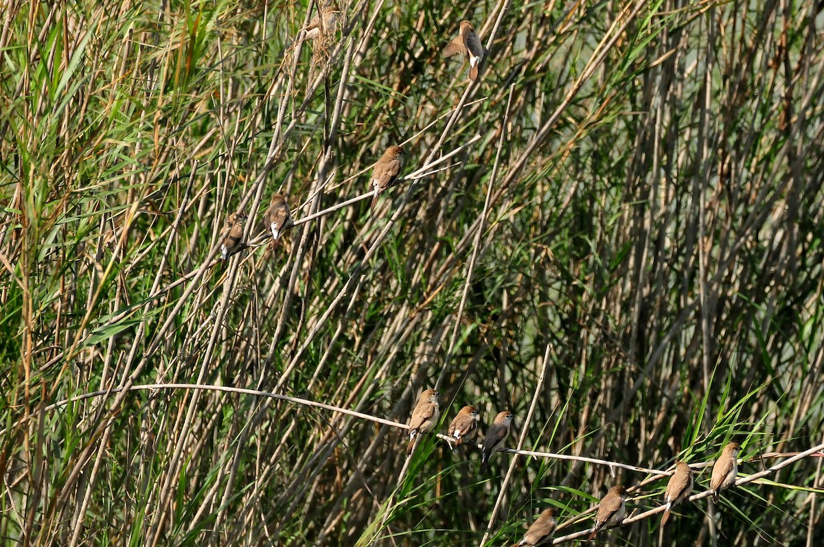 Indian Silverbill - ML207589061