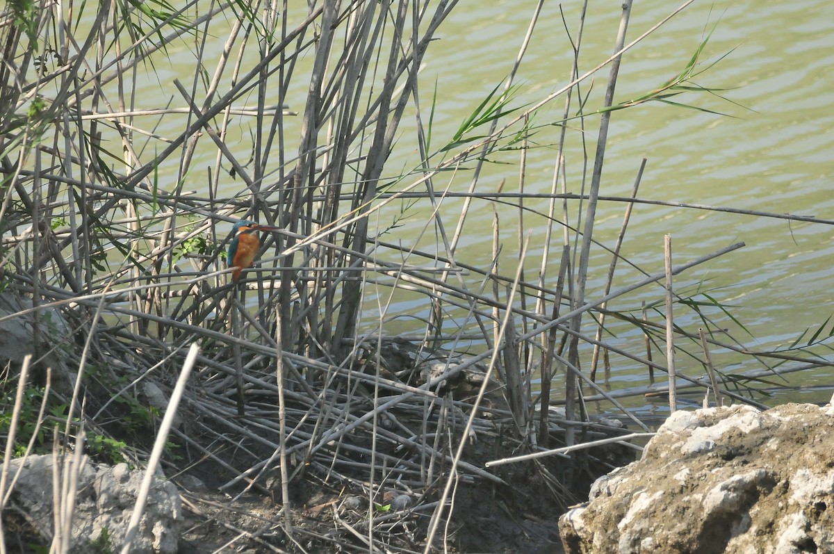 Common Kingfisher - ML207589151