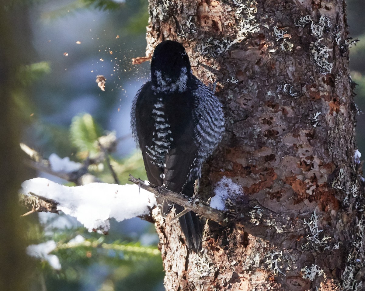 American Three-toed Woodpecker - David Bird