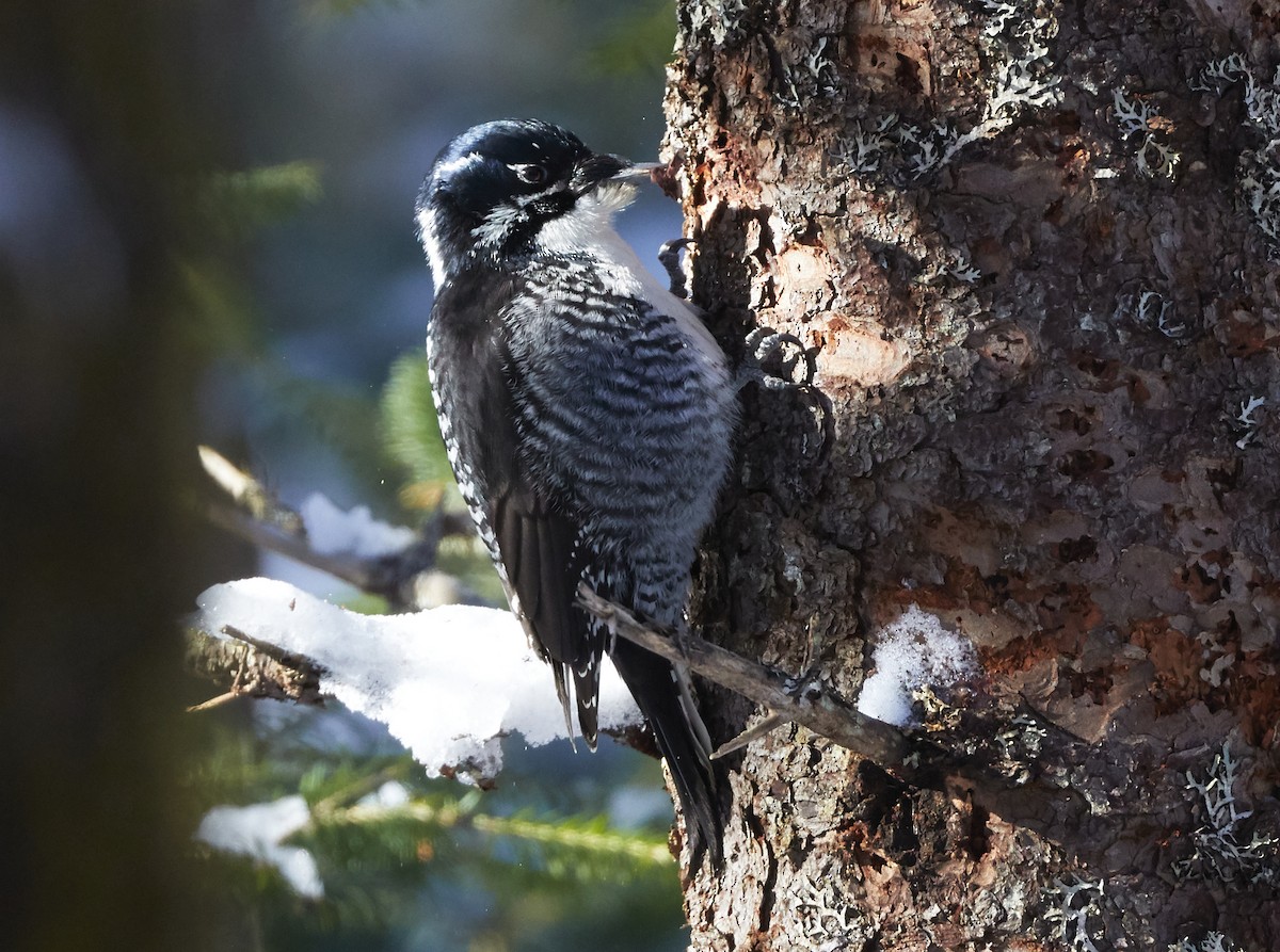 American Three-toed Woodpecker - David Bird