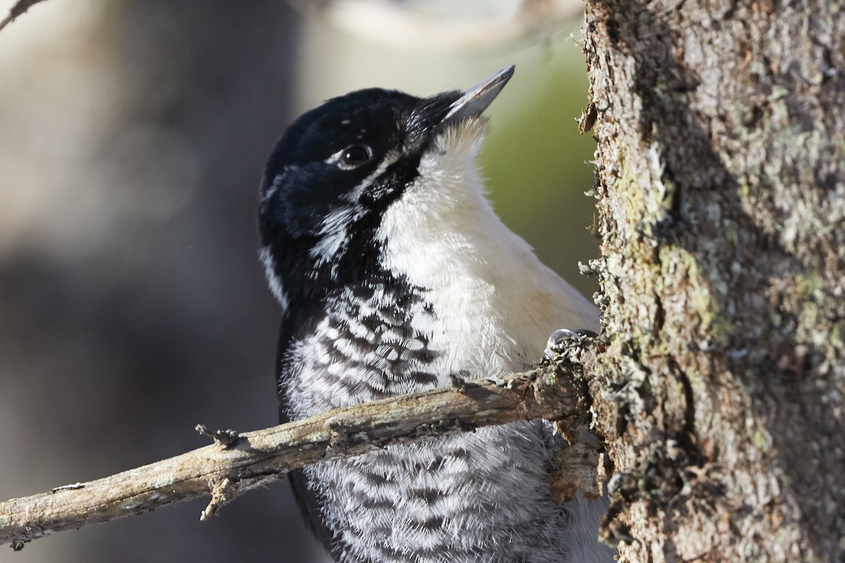 American Three-toed Woodpecker - David Bird