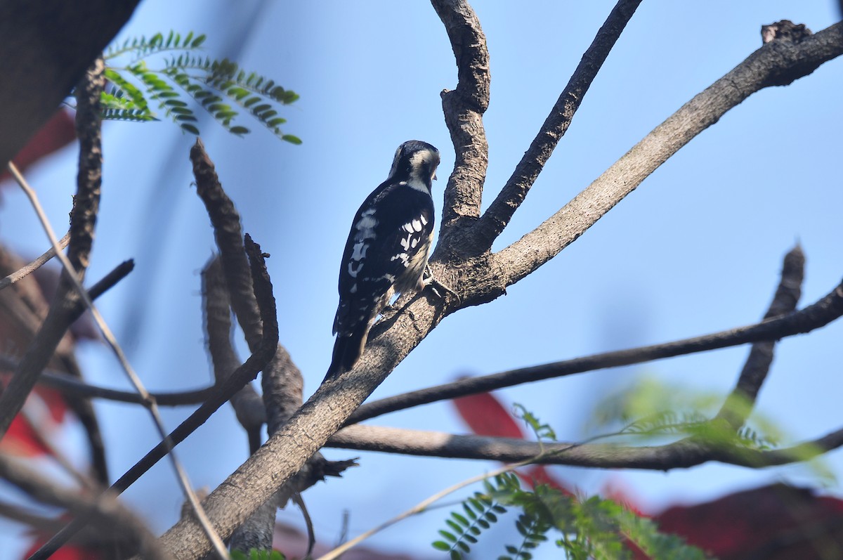 Gray-capped Pygmy Woodpecker - ML207589291