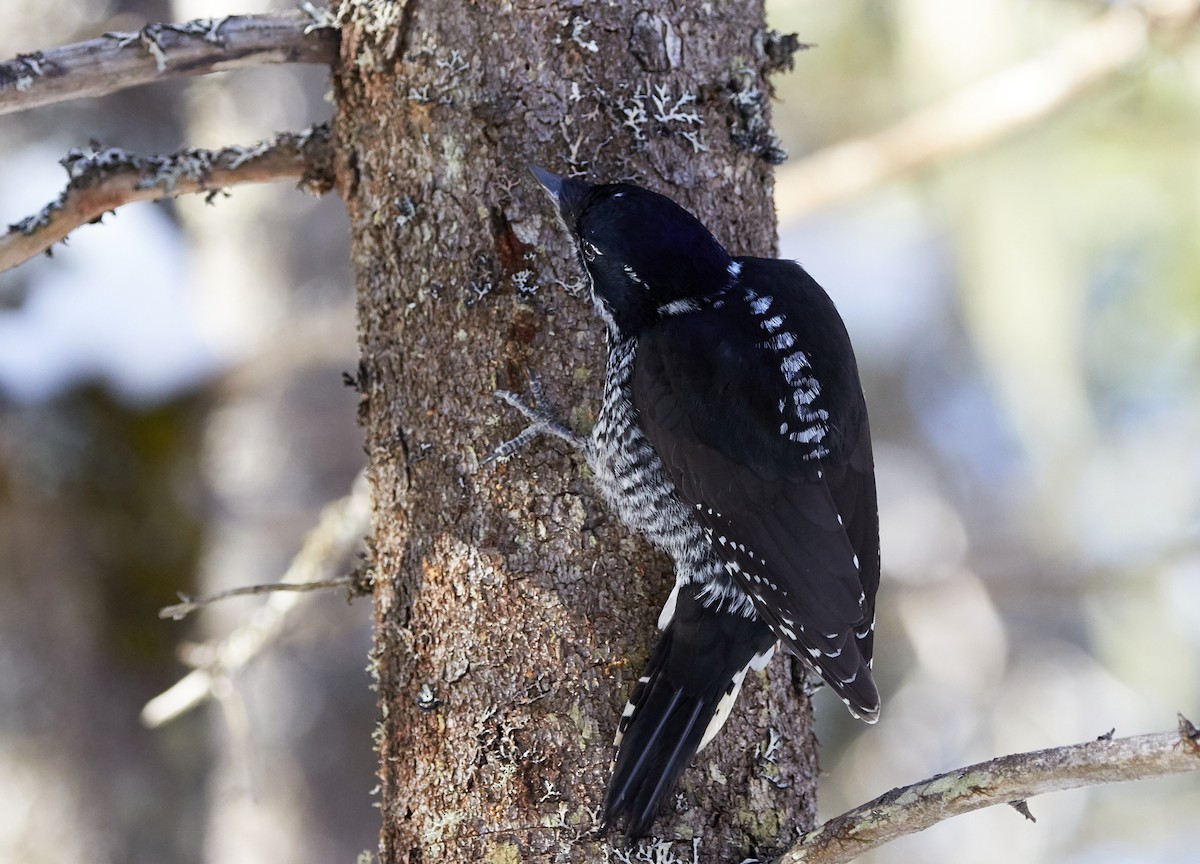 American Three-toed Woodpecker - ML207589301