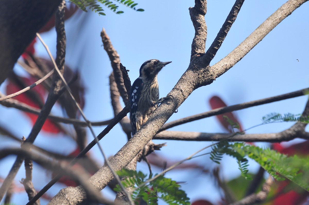Gray-capped Pygmy Woodpecker - ML207589321