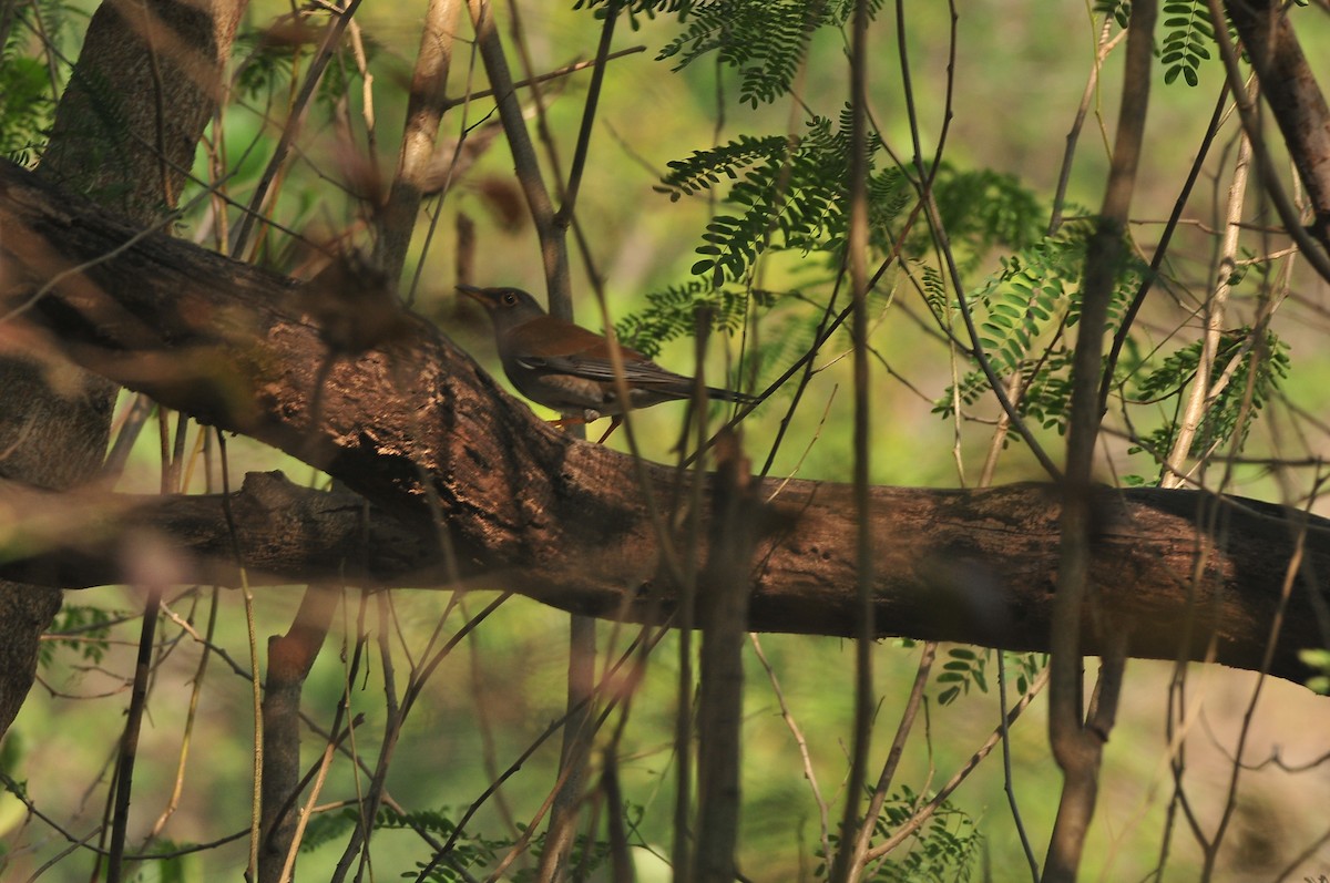 Pale Thrush - ML207589611