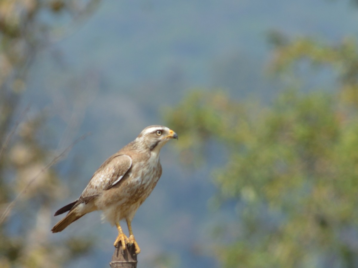 White-eyed Buzzard - ML207589771