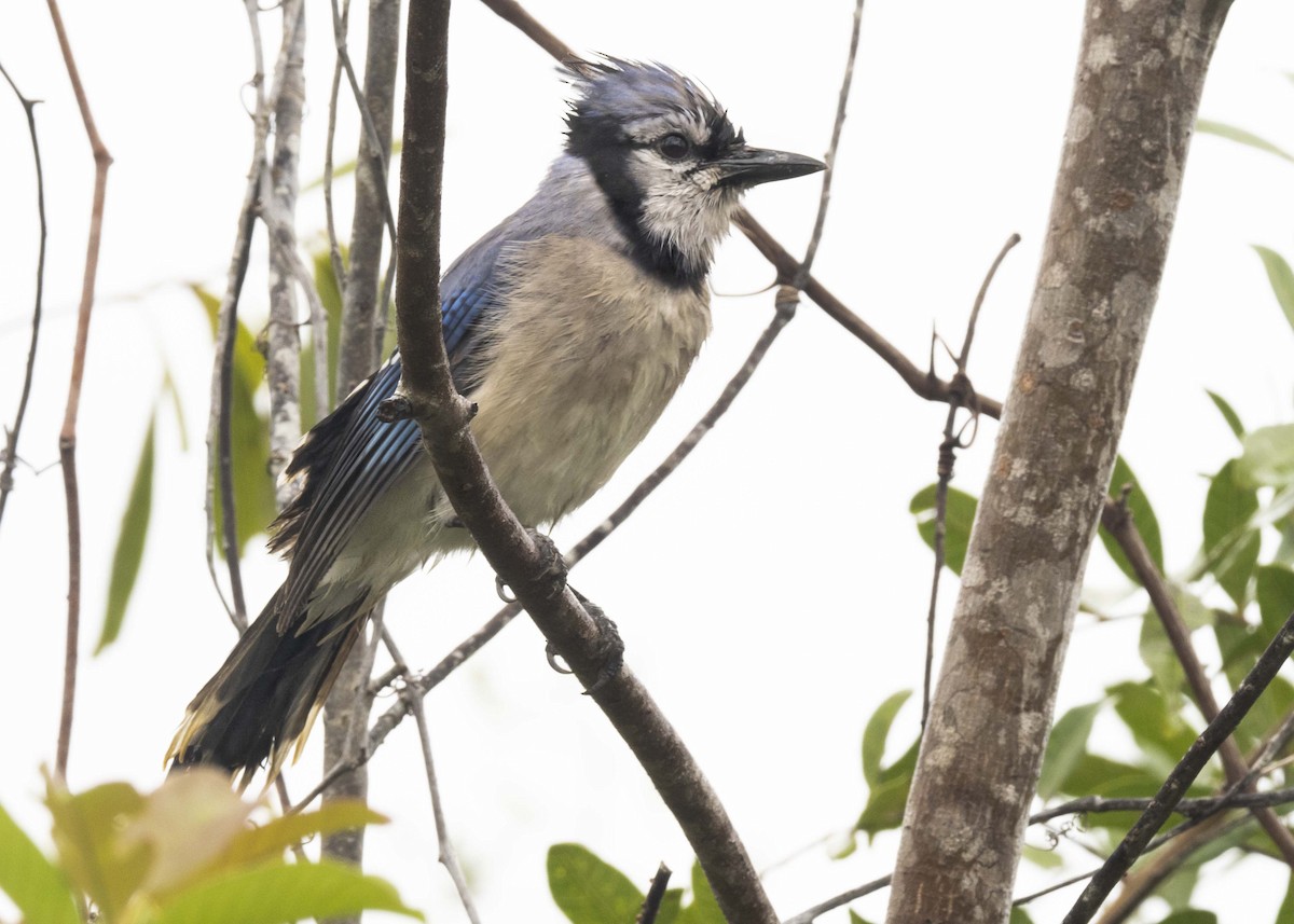 Blue Jay - ML207589981