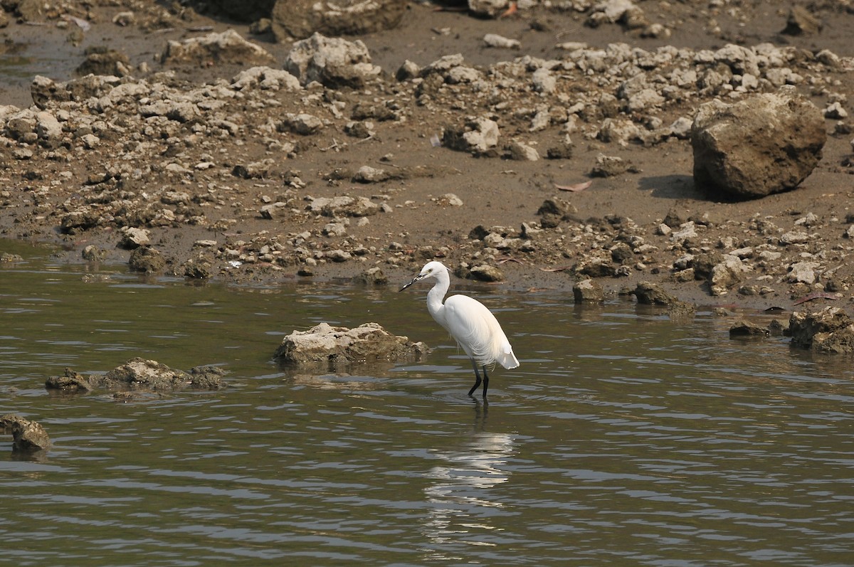 Little Egret - ML207590401