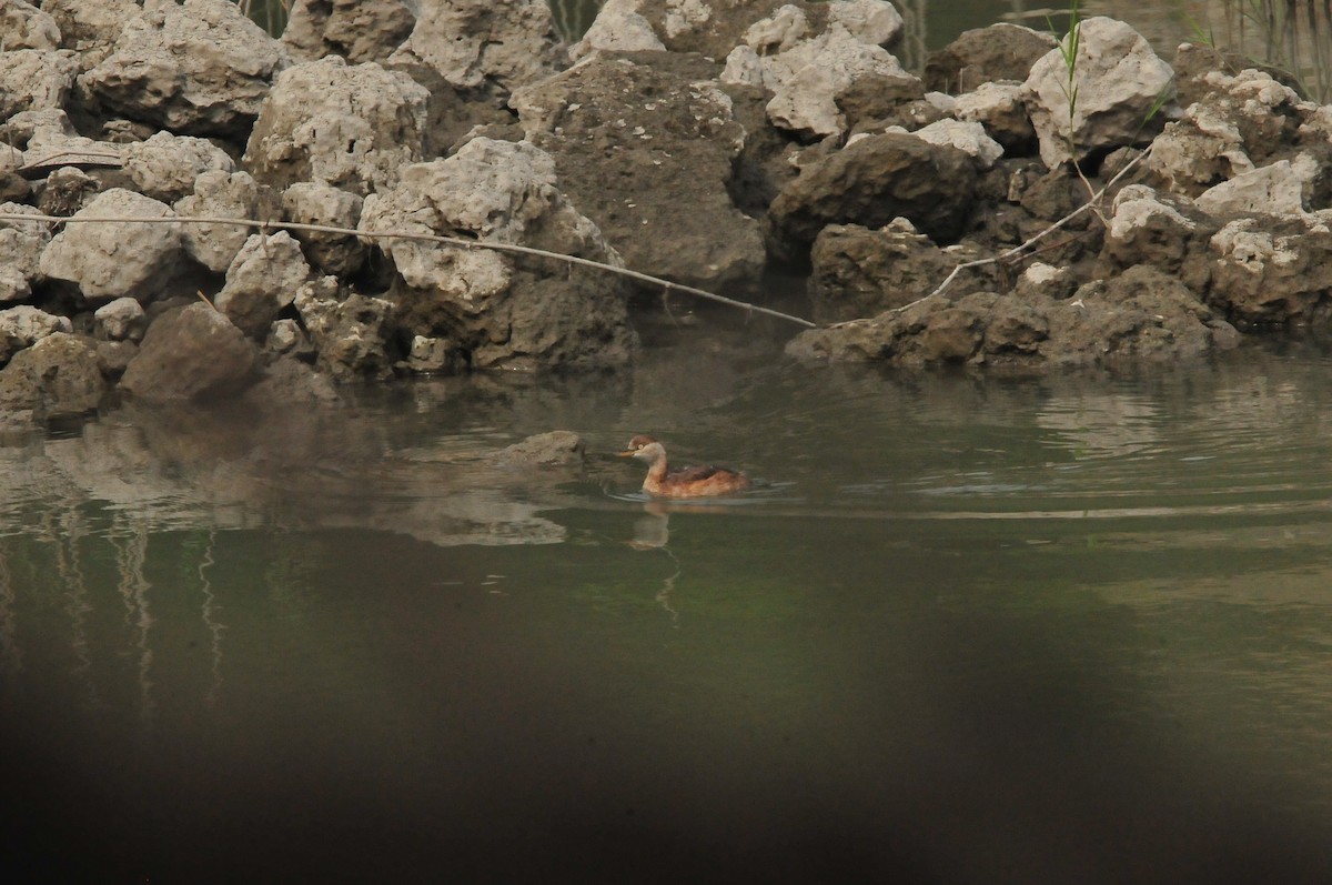 Little Grebe - ML207590451