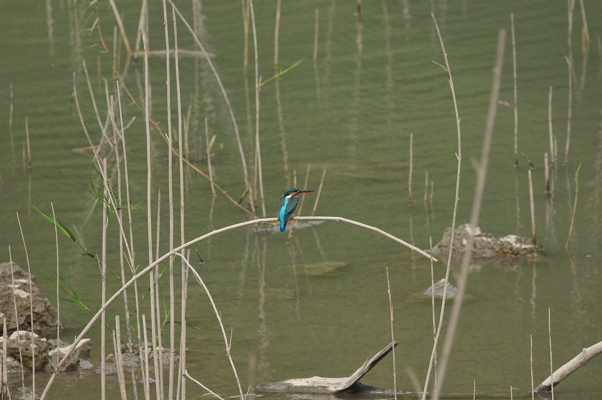 Common Kingfisher - ML207590521