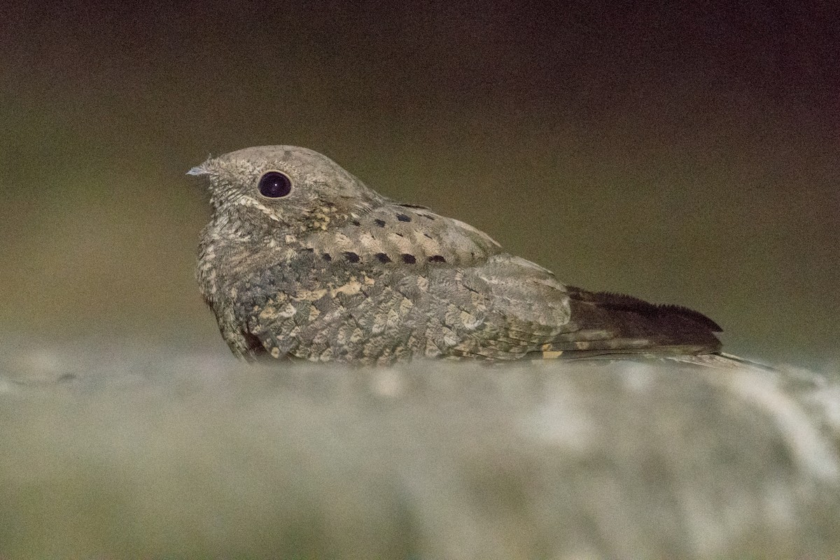 Plain Nightjar - ML207590861