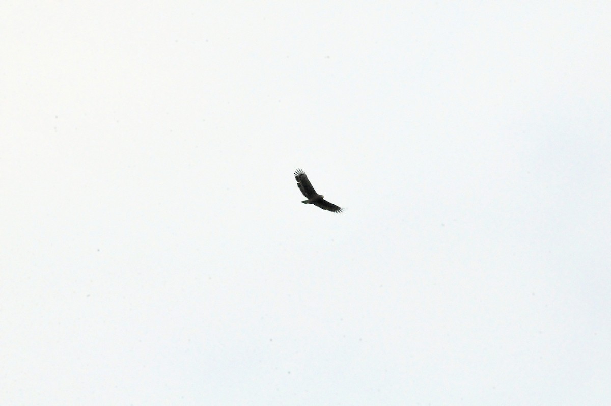 Crested Serpent-Eagle - ML207590991