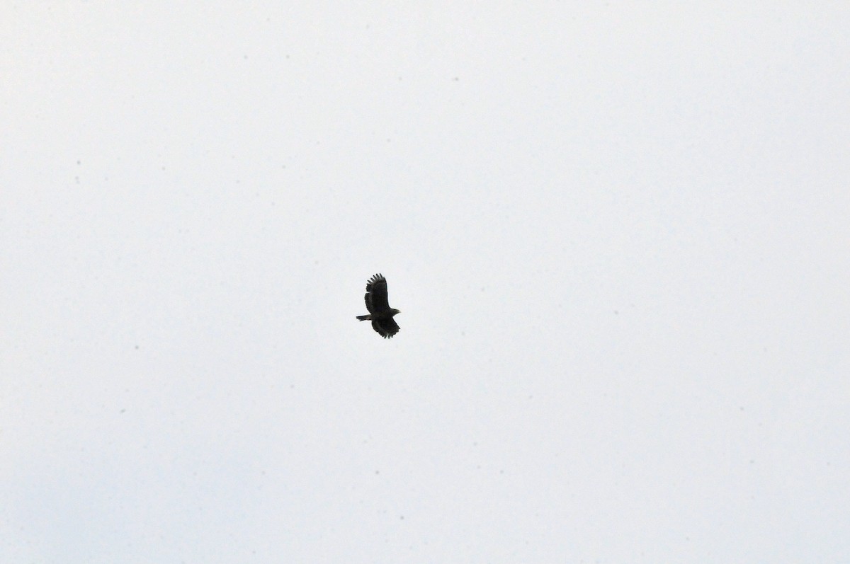 Crested Serpent-Eagle - ML207591011